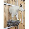 Image 4 : Mountain Goat Half Body Taxidermy Mount