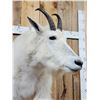 Image 5 : Mountain Goat Half Body Taxidermy Mount