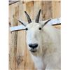 Image 6 : Mountain Goat Half Body Taxidermy Mount