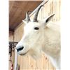 Image 7 : Mountain Goat Half Body Taxidermy Mount
