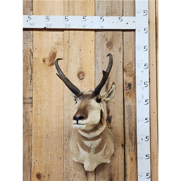 Pronghorn Antelope Shoulder Mount Taxidermy