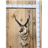 Image 1 : Pronghorn Antelope Shoulder Mount Taxidermy