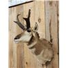 Image 2 : Pronghorn Antelope Shoulder Mount Taxidermy