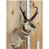 Image 3 : Pronghorn Antelope Shoulder Mount Taxidermy