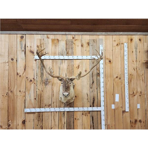 Big Caribou Shoulder Mount Taxidermy