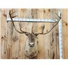 Image 2 : Big Caribou Shoulder Mount Taxidermy