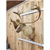 Image 3 : Big Caribou Shoulder Mount Taxidermy
