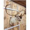 Image 4 : Big Caribou Shoulder Mount Taxidermy