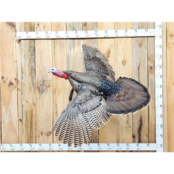 Wild Turkey In Flight Bird Taxidermy