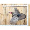 Image 1 : Wild Turkey In Flight Bird Taxidermy