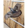 Image 2 : Wild Turkey In Flight Bird Taxidermy
