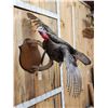 Image 3 : Wild Turkey In Flight Bird Taxidermy