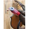 Image 4 : Wild Turkey In Flight Bird Taxidermy