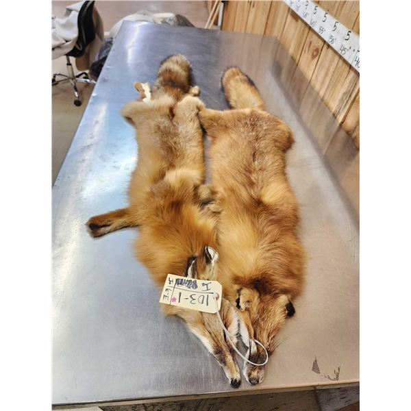 2 Red Fox Soft Tanned Furs Taxidermy