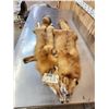 Image 1 : 2 Red Fox Soft Tanned Furs Taxidermy