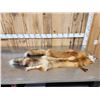 Image 2 : 2 Red Fox Soft Tanned Furs Taxidermy