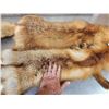 Image 3 : 2 Red Fox Soft Tanned Furs Taxidermy