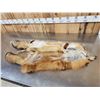 Image 4 : 2 Red Fox Soft Tanned Furs Taxidermy