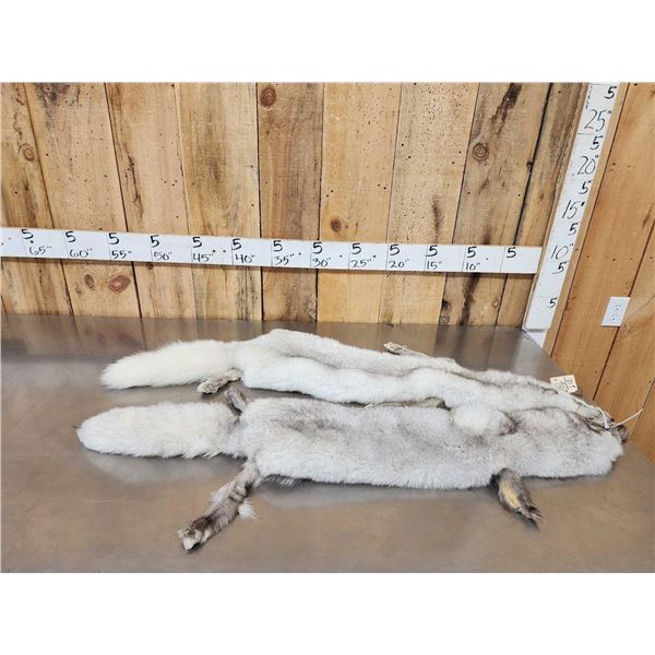 2 Blue Ranch Fox Soft Tanned Furs Taxidermy