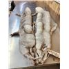 Image 2 : 2 Blue Ranch Fox Soft Tanned Furs Taxidermy