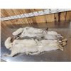 Image 4 : 2 Blue Ranch Fox Soft Tanned Furs Taxidermy