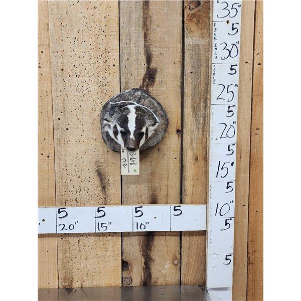 Badger Head Mount Taxidermy