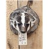 Image 2 : Badger Head Mount Taxidermy