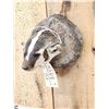 Image 4 : Badger Head Mount Taxidermy