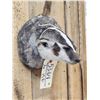 Image 5 : Badger Head Mount Taxidermy