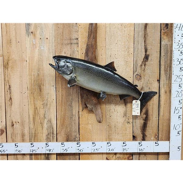 37" Salmon Real Skin Fish Taxidermy