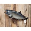 Image 2 : 37" Salmon Real Skin Fish Taxidermy