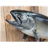Image 3 : 37" Salmon Real Skin Fish Taxidermy