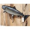Image 4 : 37" Salmon Real Skin Fish Taxidermy