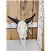 Image 1 : Hand Carved Zebu Skull Taxidermy