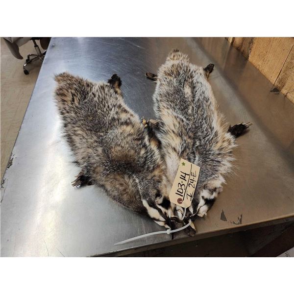 2 Badger Soft Tanned Furs Taxidermy