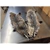 Image 1 : 2 Badger Soft Tanned Furs Taxidermy