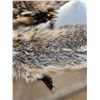Image 2 : 2 Badger Soft Tanned Furs Taxidermy