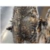 Image 3 : 2 Badger Soft Tanned Furs Taxidermy