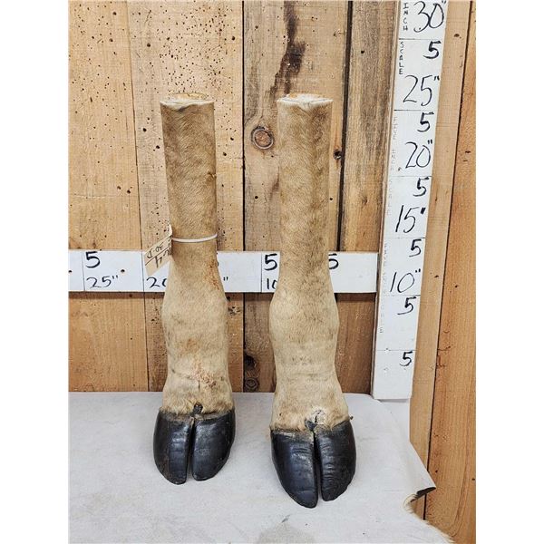 Pair Of Taxidermy Giraffe Legs