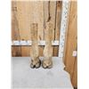 Image 3 : Pair Of Taxidermy Giraffe Legs