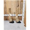 Image 4 : Pair Of Taxidermy Giraffe Legs