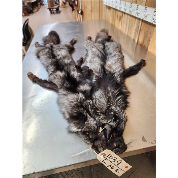 2 Silver Ranch Fox Soft Tanned Furs Taxidermy
