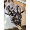 Image 1 : 2 Silver Ranch Fox Soft Tanned Furs Taxidermy