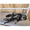 Image 4 : 2 Silver Ranch Fox Soft Tanned Furs Taxidermy