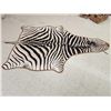 Image 2 : Zebra Rug Taxidermy