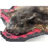 Image 5 : Unusual Black Squirrel Rug Taxidermy