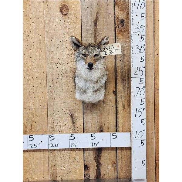 Coyote Shoulder Mount Taxidermy