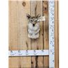 Image 1 : Coyote Shoulder Mount Taxidermy