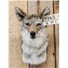 Image 2 : Coyote Shoulder Mount Taxidermy