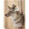 Image 3 : Coyote Shoulder Mount Taxidermy